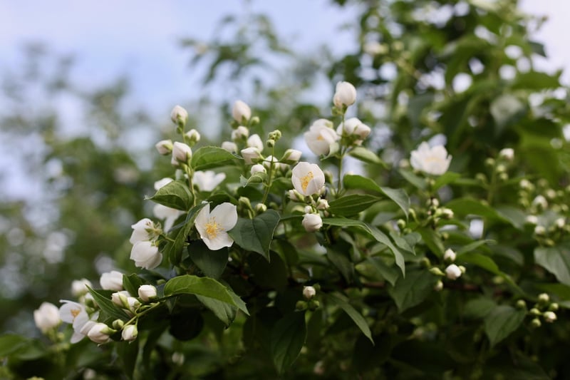 Twilight Jasmine