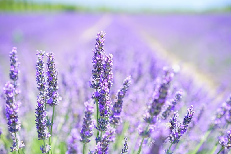 Lavender in a garden