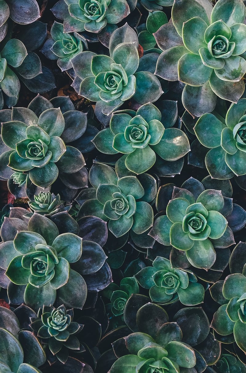 Starlight Succulent